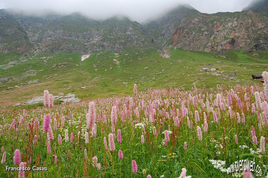 17 Fiori a scovolino nella valle del Vò.jpg